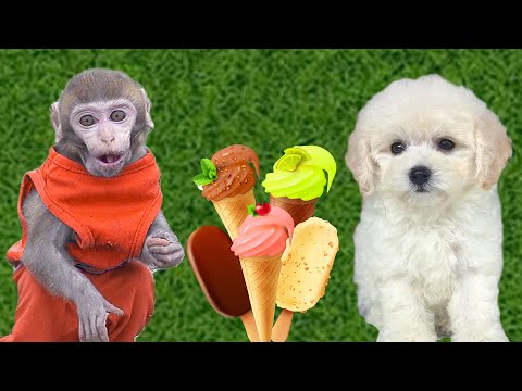 Baby monkey so cute Poodle eats Ice Cream