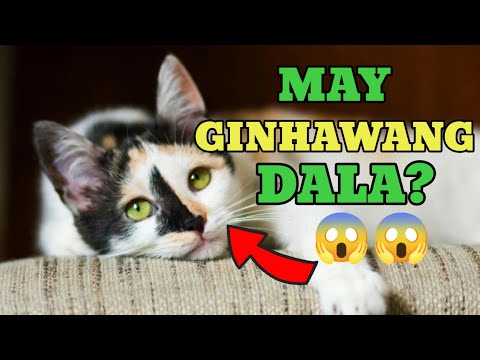 MIXED-BREED BA ANG PUSA MO? DAPAT MALAMAN MO TO GINHAWANG DALA NG MGA MIXED-BREED NA PUSA