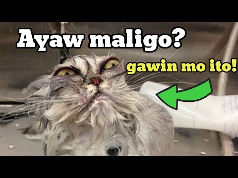 ITO ANG TAMANG PAGPAPALIGO SA PUSA | TIPS PARA SA MATAGUMPAY NA PAGPAPALIGO SA PUSA