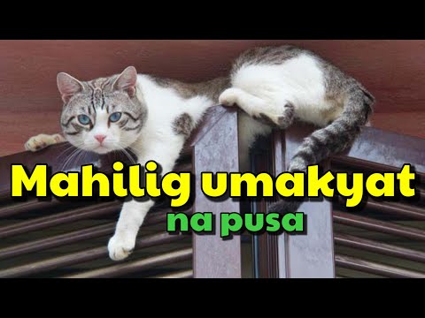 MAHILIG UMAKYAT SA TAAS ANG PUSA KO, ITO PALA ANG DAHILAN