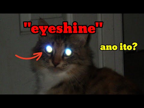 BAKIT NGA BA UMIILAW ANG MATA NG PUSA??? EYESHINE CATS