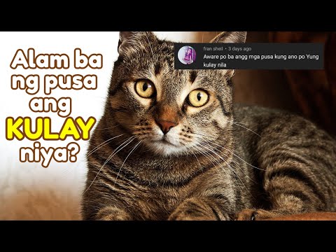 ALAM BA NG PUSA ANG SARILI NIYANG KULAY?