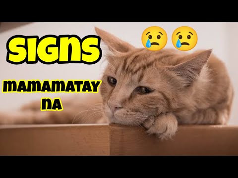 NAGLALAYAS! PALATANDAAN NA MAMAMATAY NA ANG PUSA MO