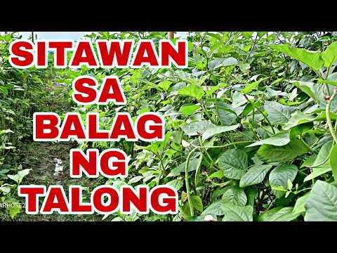 SITAW AT TALONG